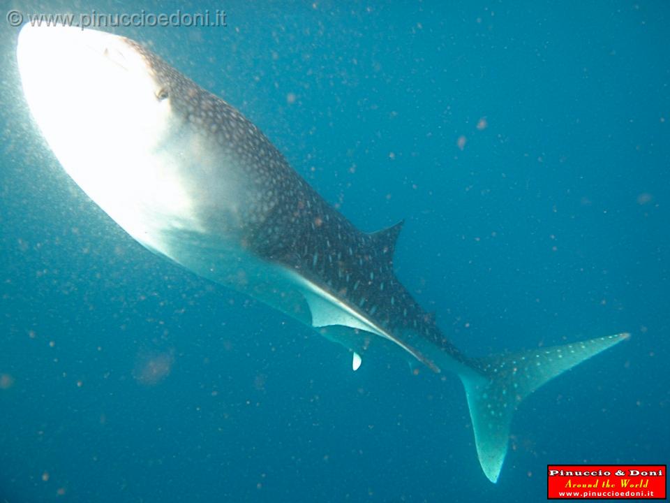 Djibouti - Whale Shark in the Gulf of Aden - 15.jpg